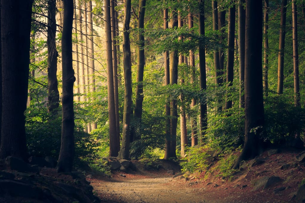 Camino de tierra entre árboles altos en un bosque verde atravesado por la luz del sol